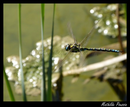 Aeschne bleue - Aeshna cyanea